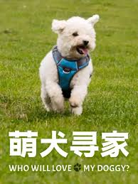 萌犬寻家 第01集